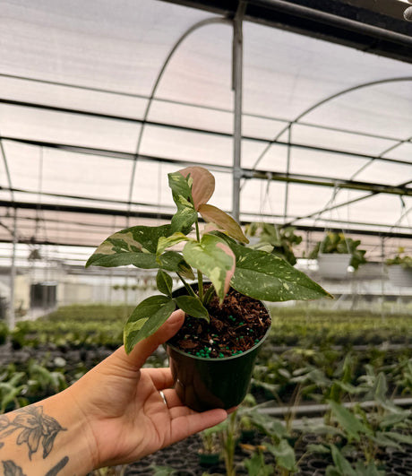 4" Syngonium ‘Tricolor’