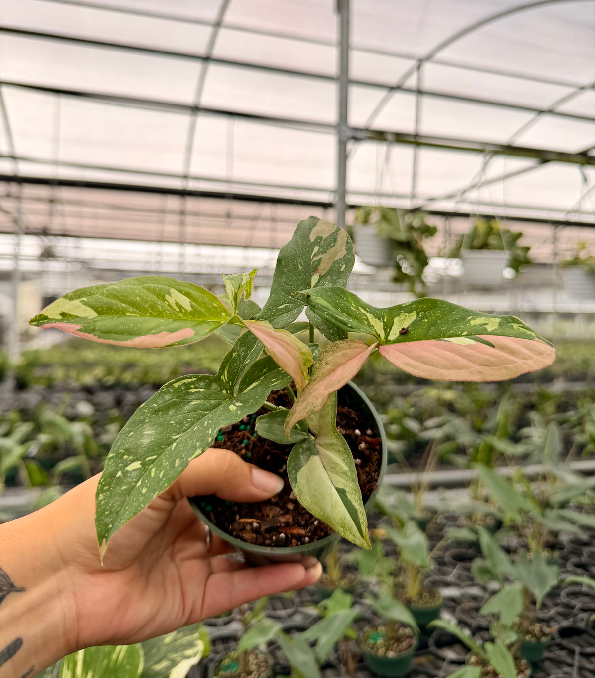 4" Syngonium ‘Tricolor’