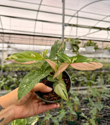 4" Syngonium ‘Tricolor’