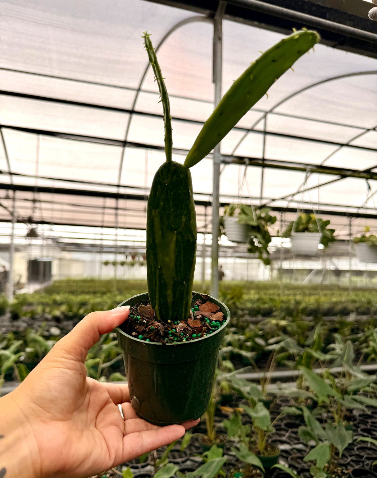 4" Opuntia cochenillifera 'Sunburst' variegated