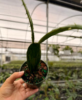 4" Opuntia cochenillifera 'Sunburst' variegated