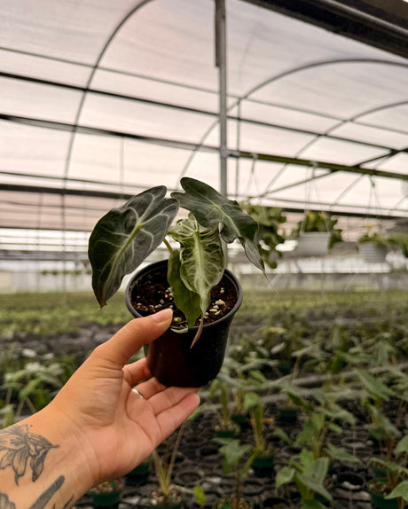 4" Alocasia 'Venom'