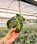 4" Alocasia 'Venom'