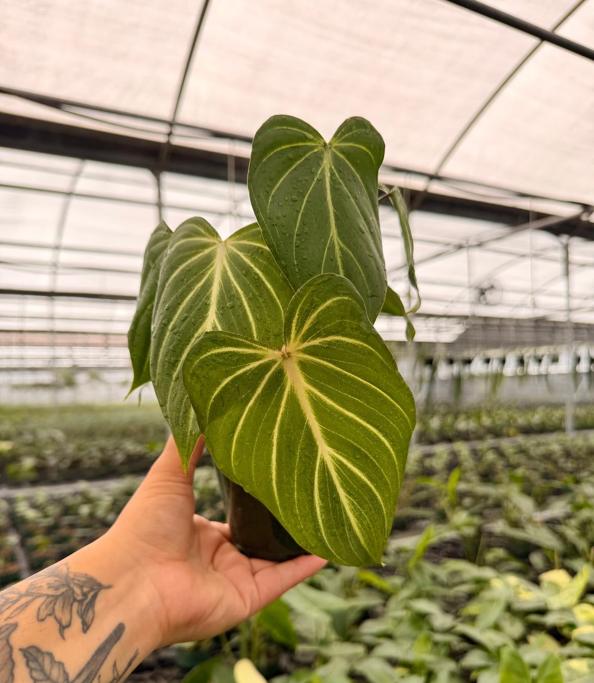 4" Philodendron gloriosum