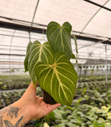 4" Philodendron gloriosum