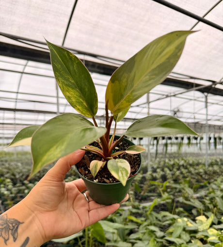 4" Philodendron 'Red Congo' variegated