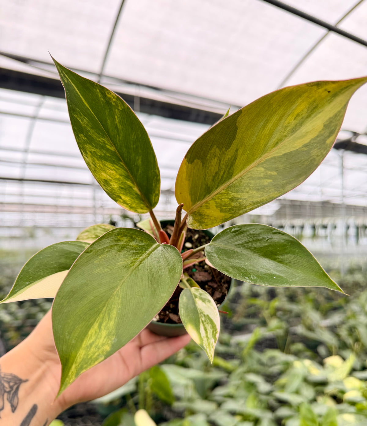 4" Philodendron 'Red Congo' variegated