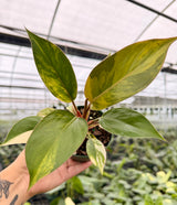 4" Philodendron 'Red Congo' variegated