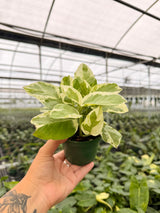4" Pothos 'Glacier'