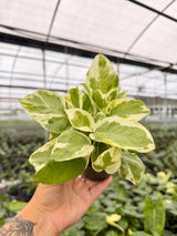4" Pothos 'Glacier'