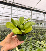 4" Hoya 'Viola'