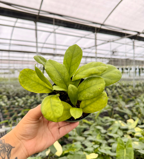 4" Hoya 'Viola'