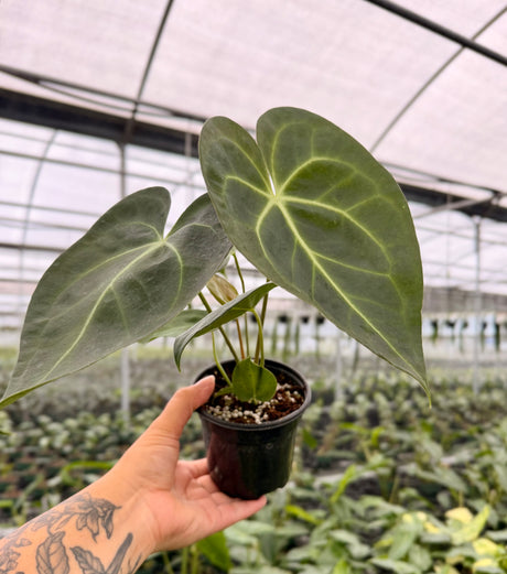 4” Anthurium regale