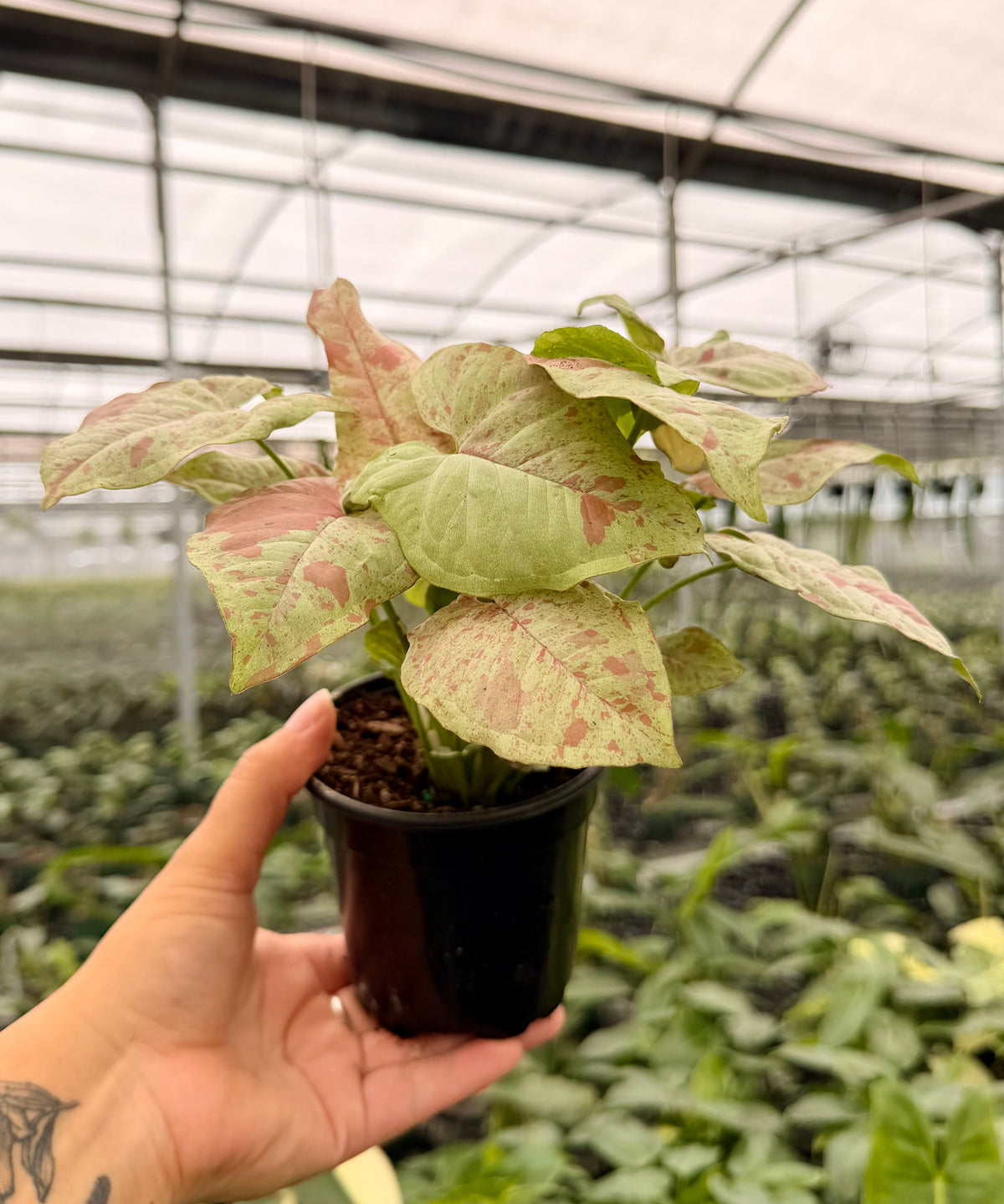 4" Syngonium ‘Milk Confetti’