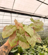 4" Syngonium ‘Milk Confetti’