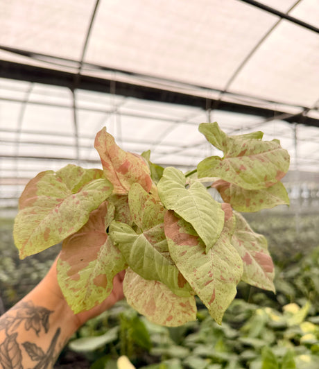 4" Syngonium ‘Milk Confetti’