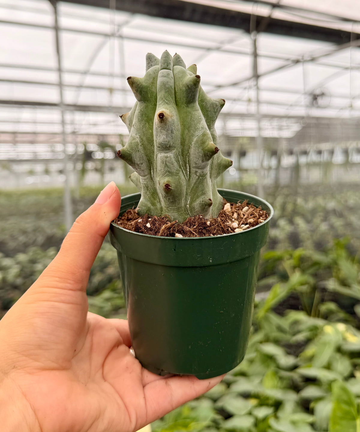 4” Stenocereus beneckei 'Ghost White Boobie Cactus'