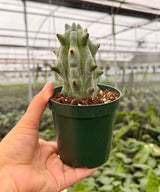 4” Stenocereus beneckei 'Ghost White Boobie Cactus'