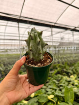 4” Stenocereus beneckei 'Ghost White Boobie Cactus'