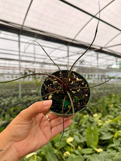 4” Alocasia 'Flying Squid'
