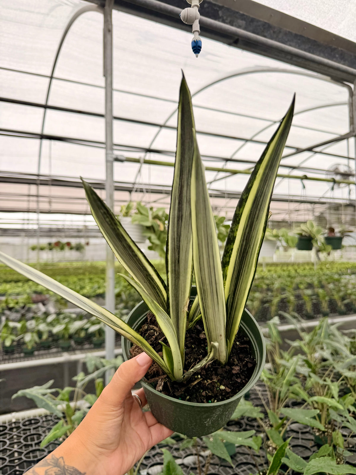 6" Sansevieria ‘Bantel's Sensation’