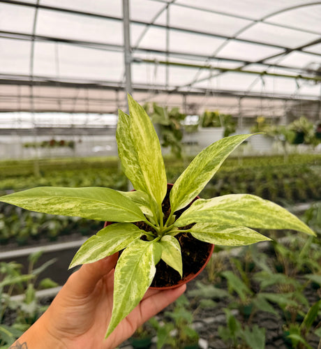 4" Anthurium vittarifolium variegated