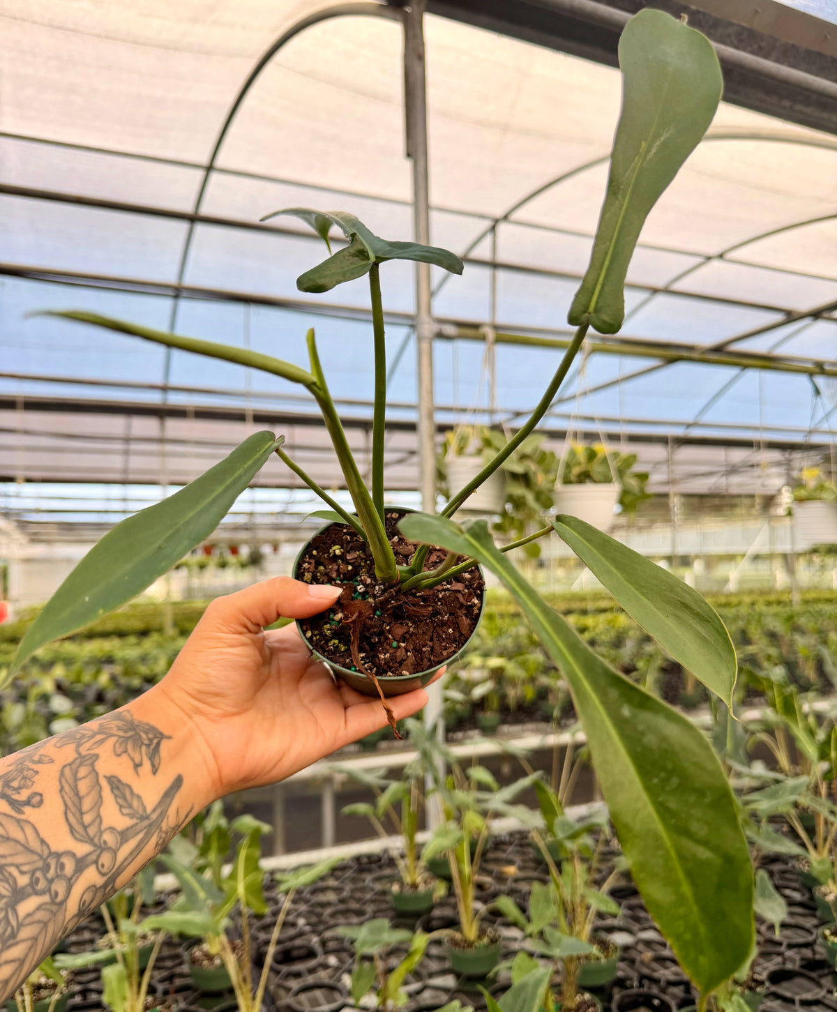 4” Philodendron ‘Joepii’