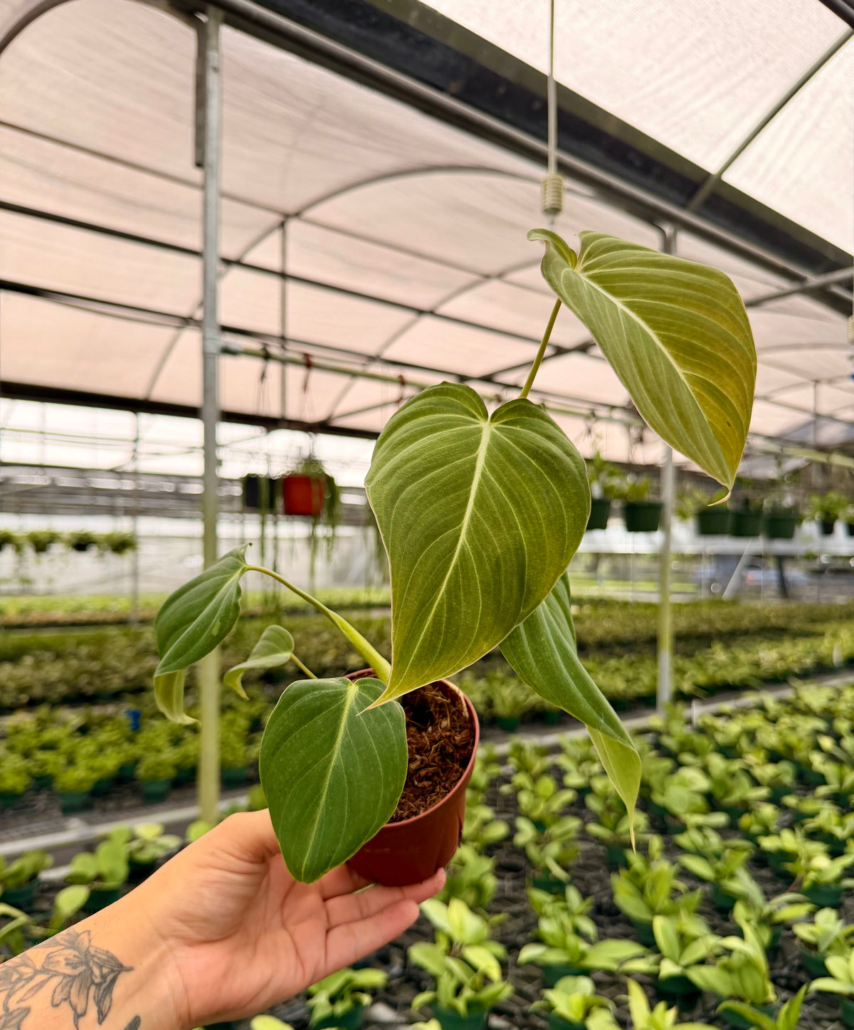4" Philodendron 'Glorious'