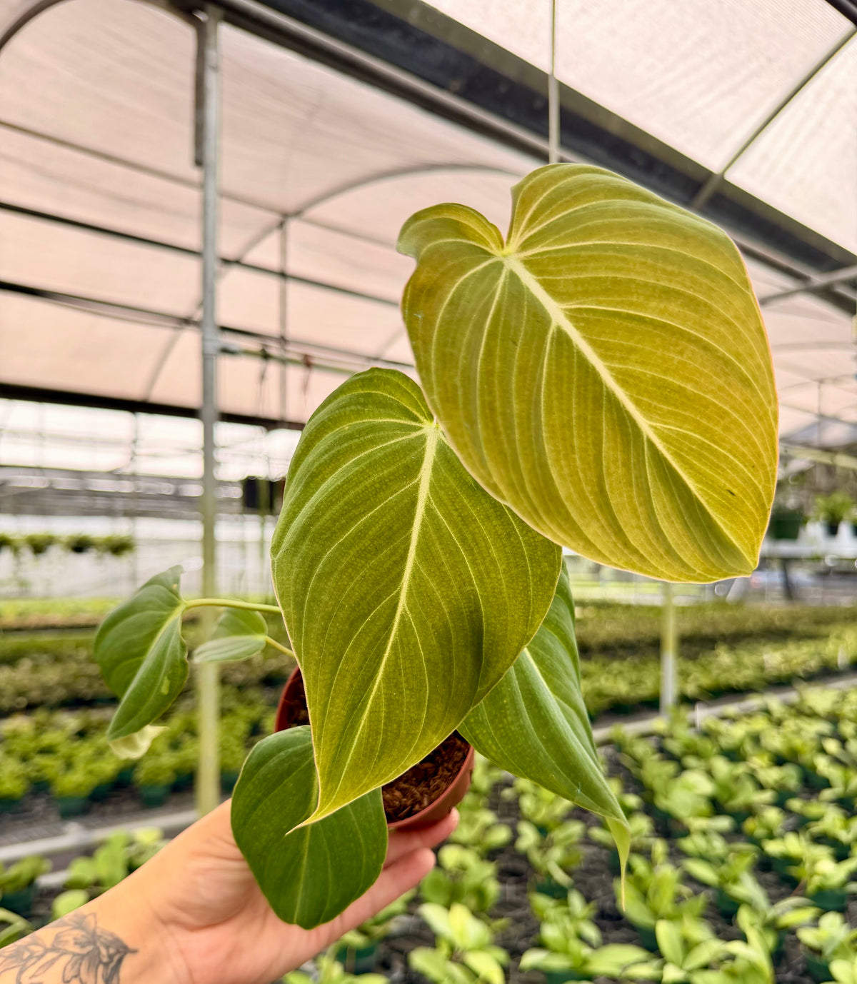 4" Philodendron 'Glorious'
