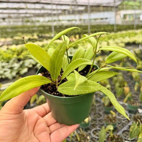 4" Hoya blashernaezii