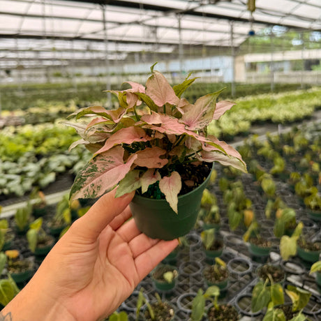 4" Syngonium ‘Pink Arrow'