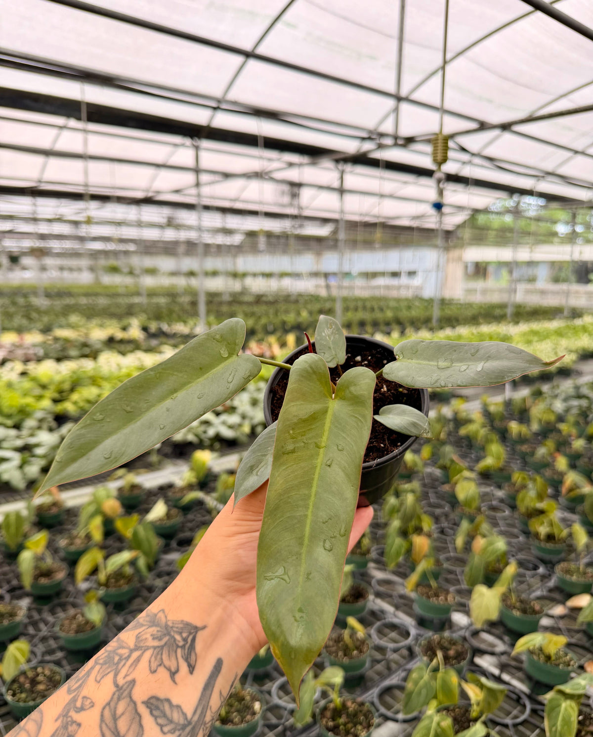 4" Philodendron atabapoense
