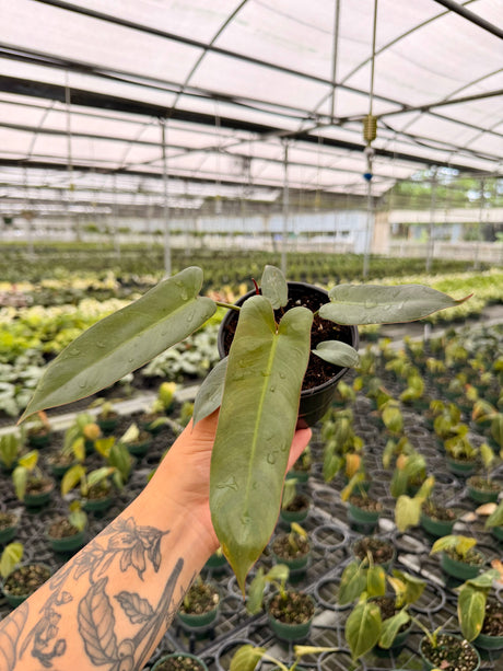 4" Philodendron atabapoense