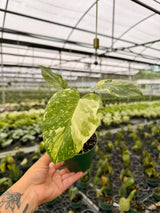 4" Monstera 'Electrolyte'