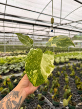4" Monstera 'Electrolyte'
