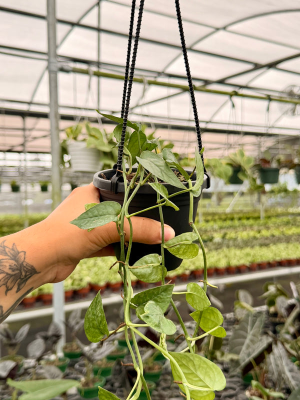 4” Pothos ‘Cebu Ghost’ hanging basket