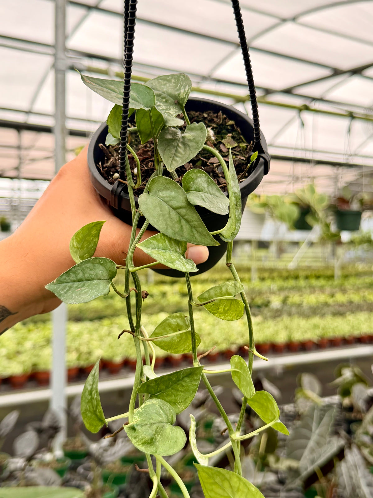 4” Pothos ‘Cebu Ghost’ hanging basket