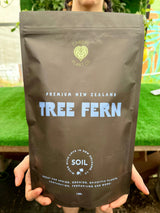Healthy New Zealand Tree Fern in 1-gallon soil container by Canopy Plant Co., showcasing lush fronds and vibrant green foliage.