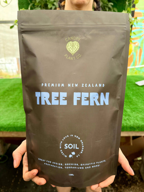 Healthy New Zealand Tree Fern in 1-gallon soil container by Canopy Plant Co., showcasing lush fronds and vibrant green foliage.