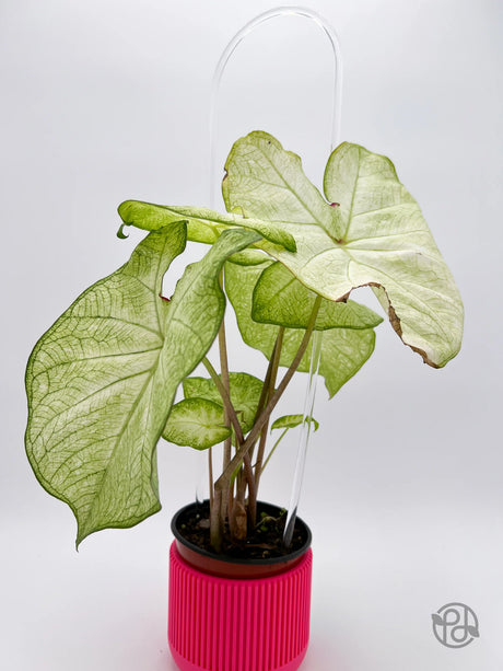 18" Acrylic hoop trellis (5 pack) - Canopy Plant Co.