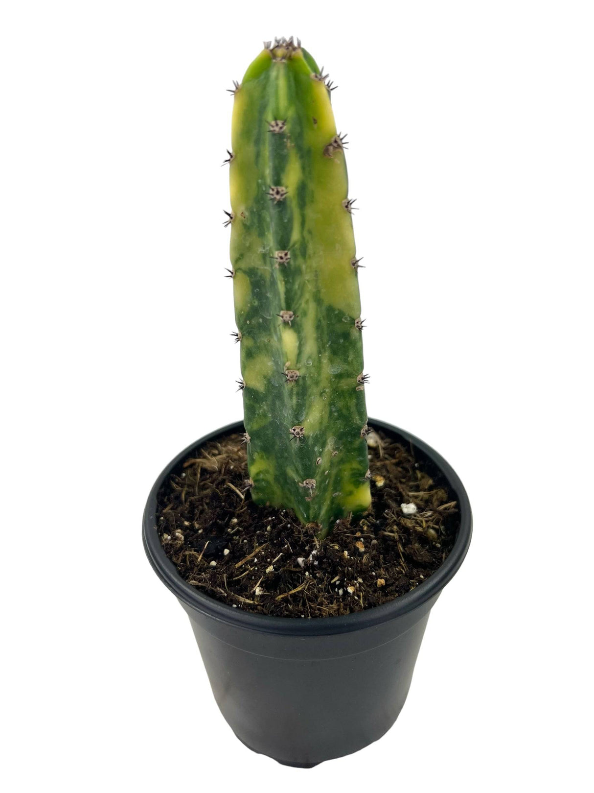 4" Acanthocereus tetragonus variegated