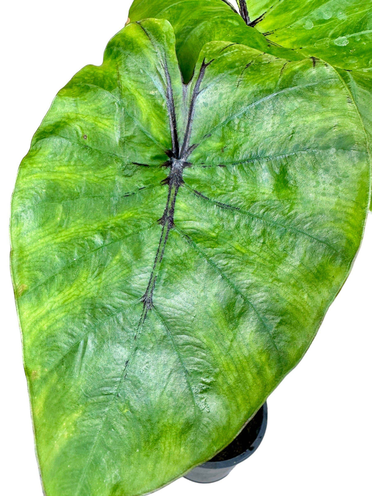 6" Colocasia Pharaoh’s Mask - Canopy Plant Co.