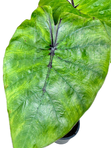 6" Colocasia Pharaoh’s Mask - Canopy Plant Co.