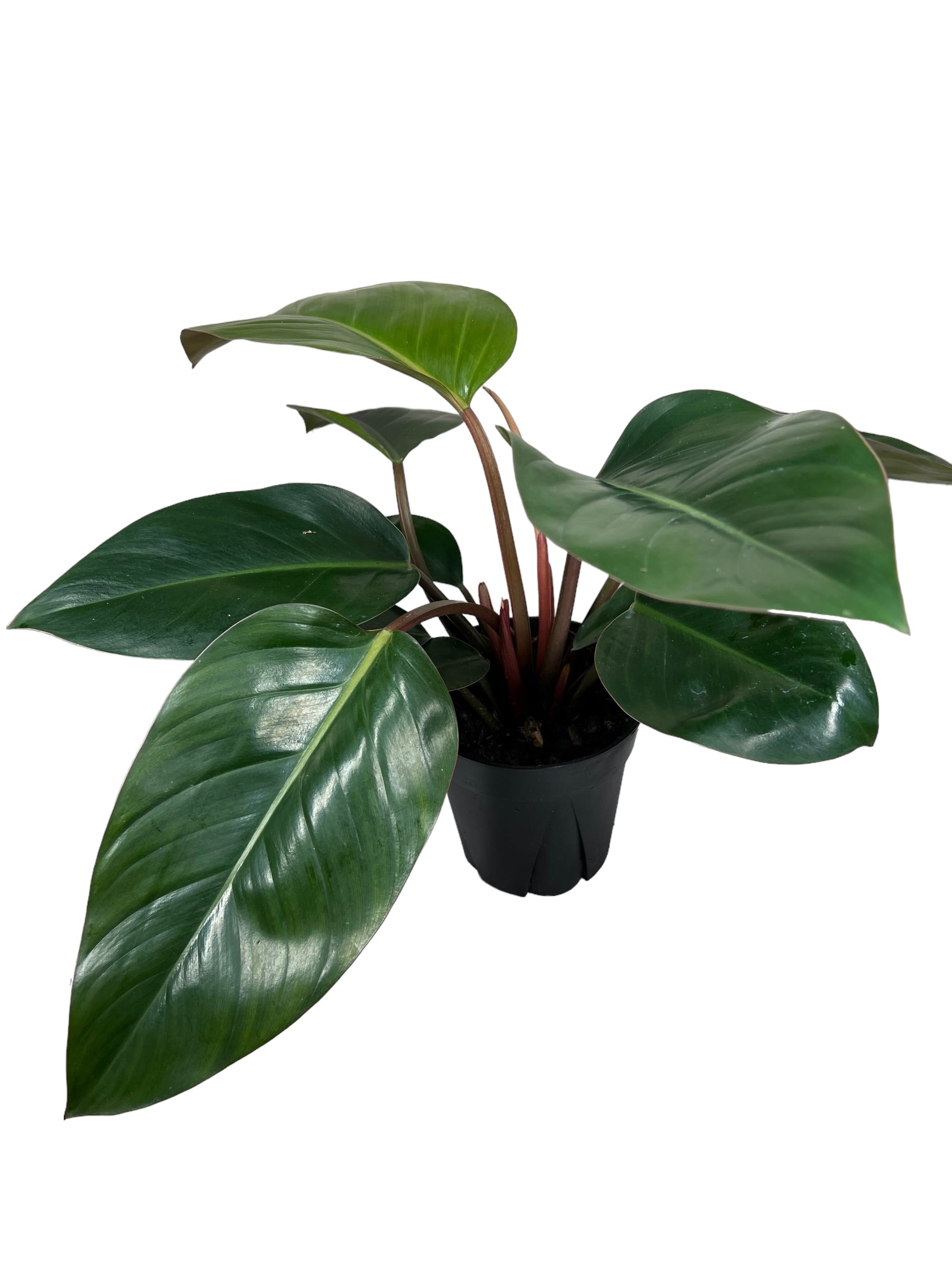Recite progressiv uanset 6" Philodendron Red Congo – Canopy Plant Co.