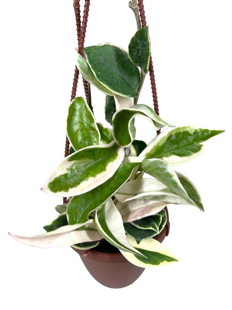 4 Epipremnum pinnatum neon (variegated) hanging basket – Canopy Plant Co.