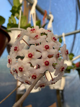 4" Hoya fungii w/trellis - Canopy Plant Co.