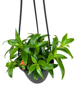 4" Columnea hirta 'Goldfish' hanging basket