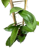 4" Hoya patcharawalai w/ trellis - Canopy Plant Co.