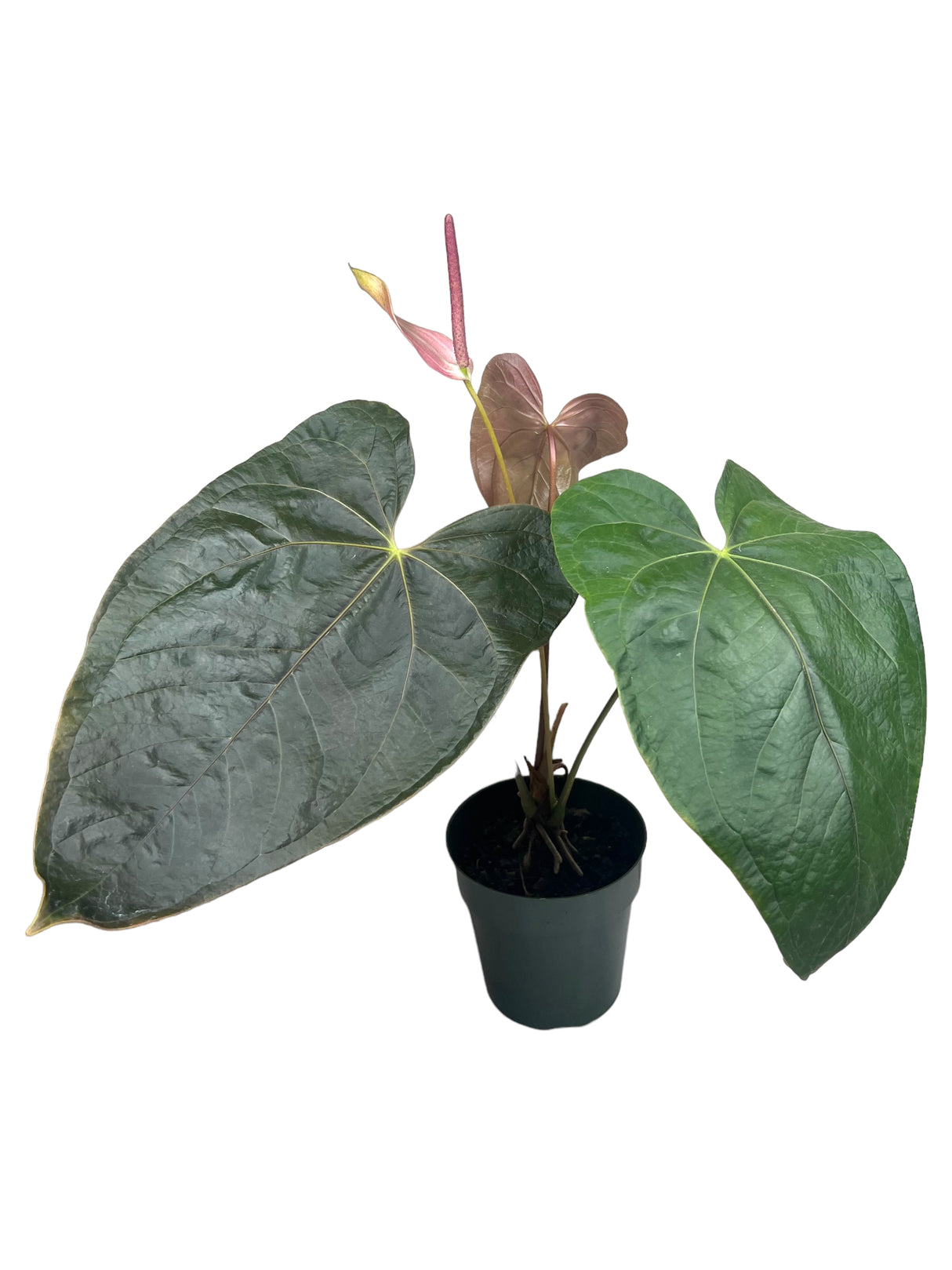 6" Anthurium Queen of Hearts