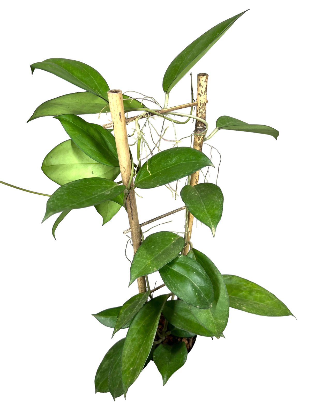 4" Hoya patcharawalai w/ trellis - Canopy Plant Co.